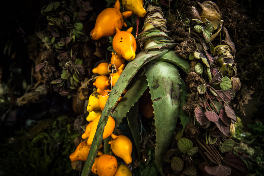 29  curanderos Lambayeque